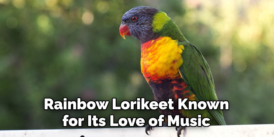 Rainbow Lorikeet Known for Its Love of Music