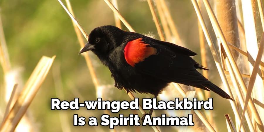 Red-winged Blackbird  Is a Spirit Animal
