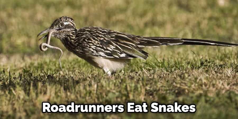 Roadrunners Eat Snakes