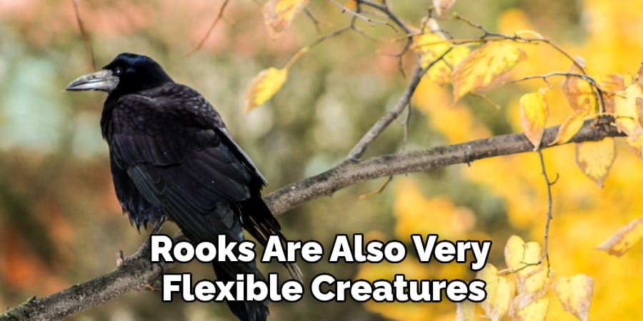 Rooks Are Also Very  Flexible Creatures