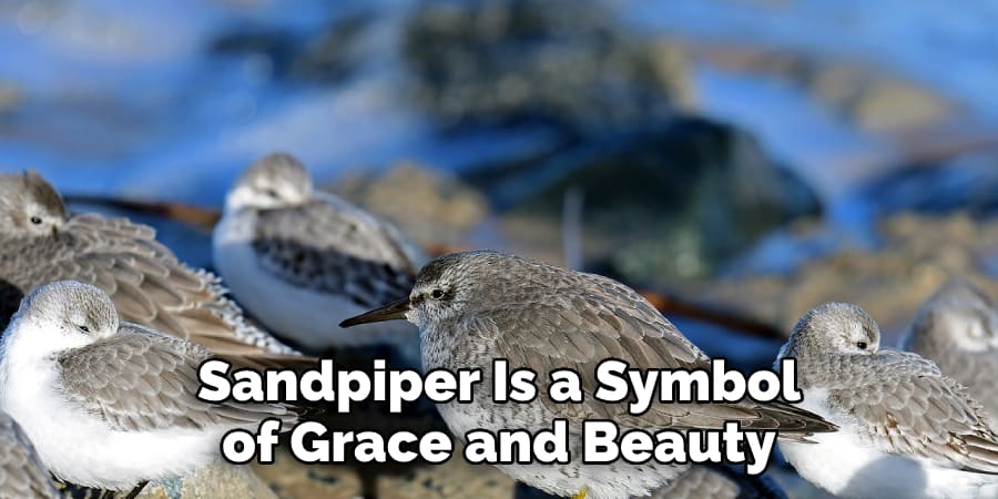 Sandpiper Is a Symbol of Grace and Beauty