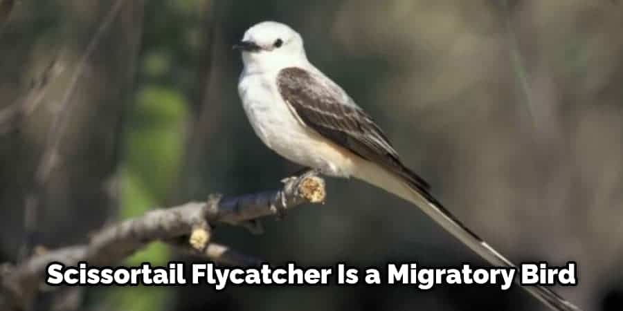 Scissortail Flycatcher Is a Migratory Bird