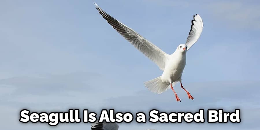 Seagull Is Also a Sacred Bird