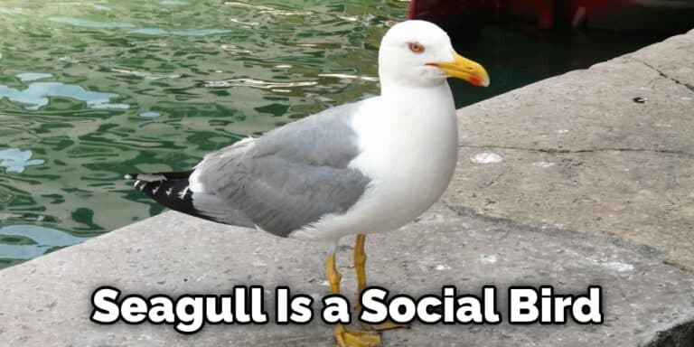 Symbolic Meaning of Seagulls With Symbolism and Totem