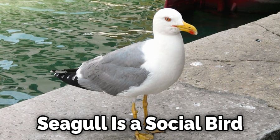 Seagull Is a Social Bird