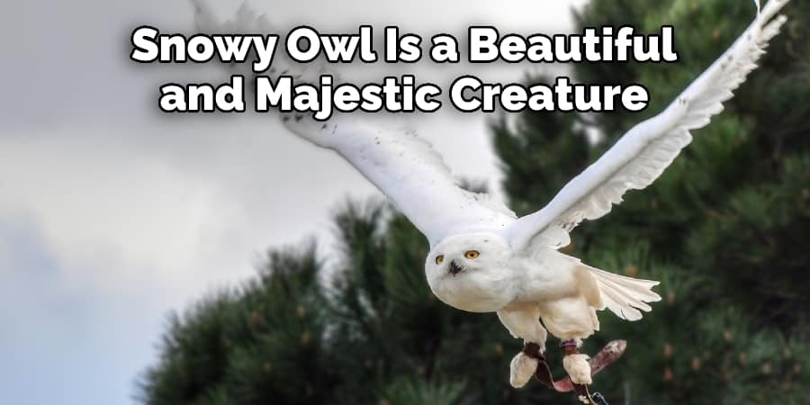 Snowy Owl Is a Beautiful and Majestic Creature