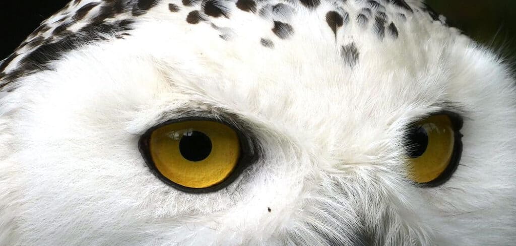 Snowy Owl Spiritual Meaning