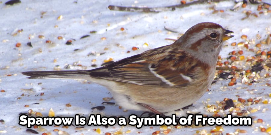 Sparrow Is Also a Symbol of Freedom