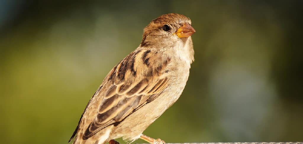 Sparrow Spiritual Meaning