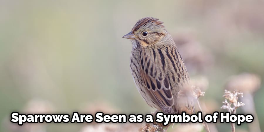 Sparrows Are Seen as a Symbol of Hope