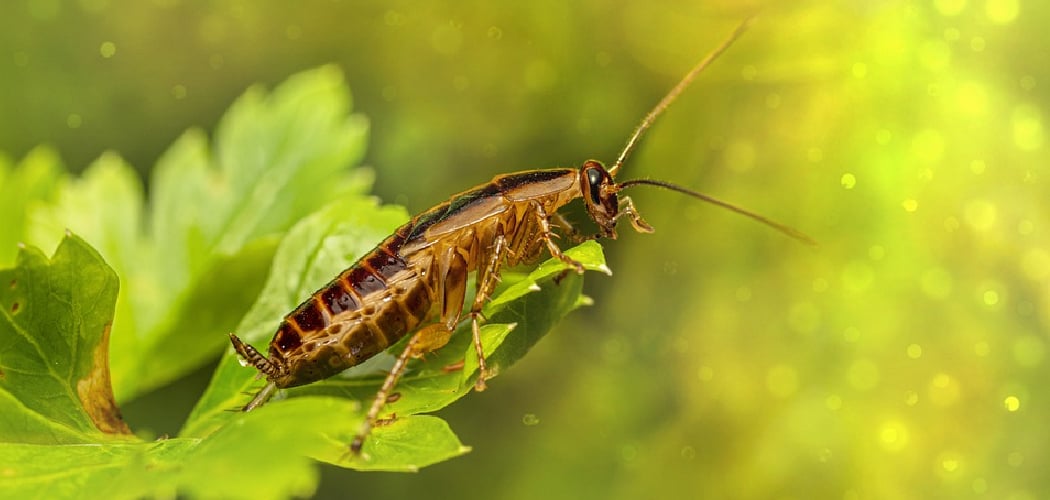 Spiritual Meaning of Cockroach