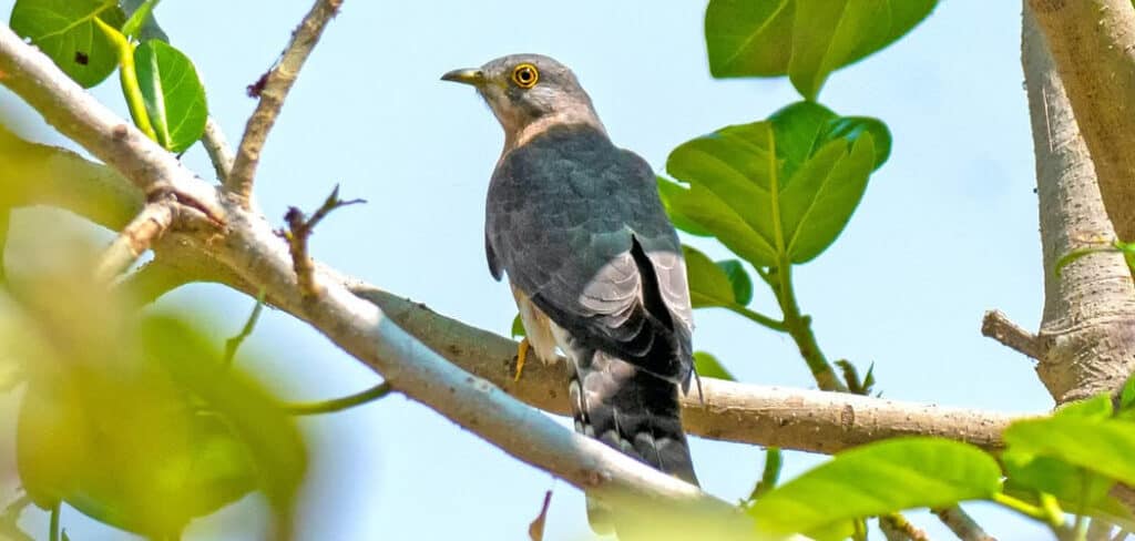 Spiritual Meaning of Cuckoo Bird 