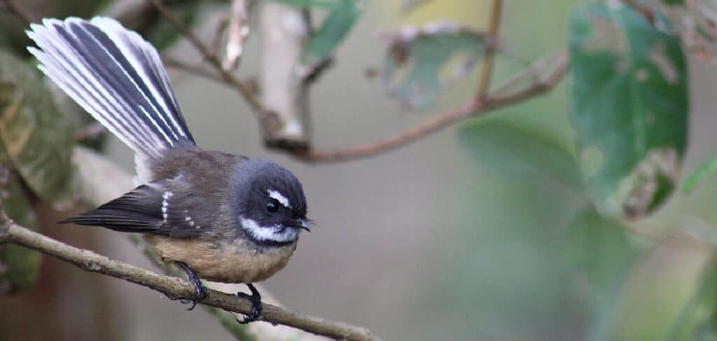 Spiritual Meaning of Fantail