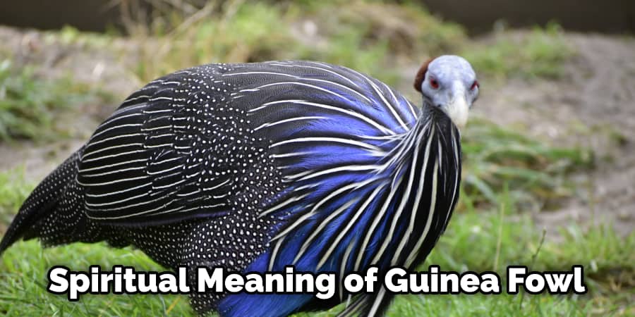 Spiritual Meaning of Guinea Fowl 