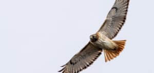 red tailed hawk symbolism