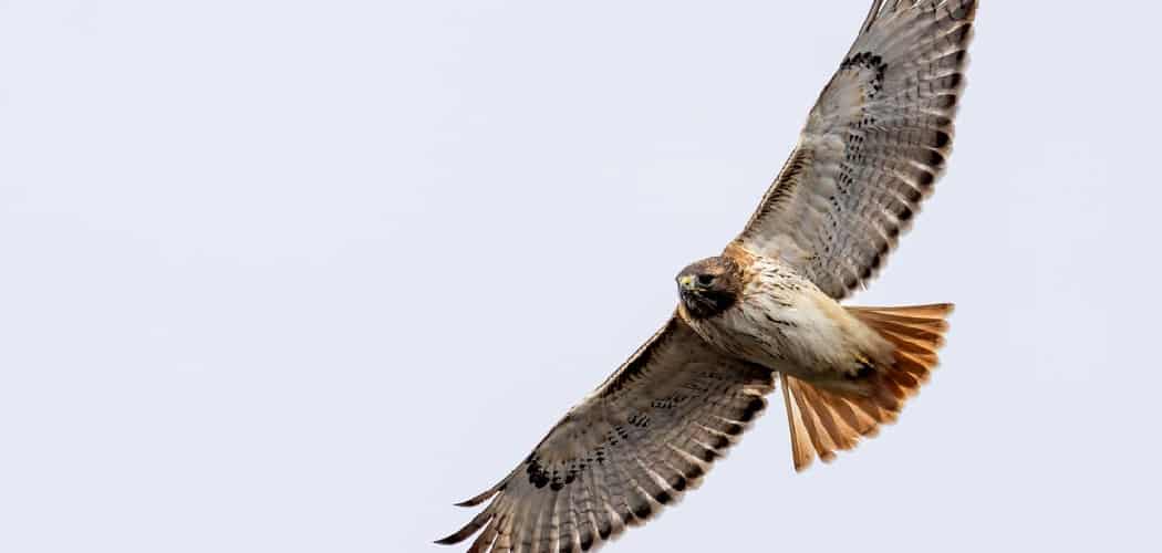 Spiritual Meaning of Red-Tailed Hawk