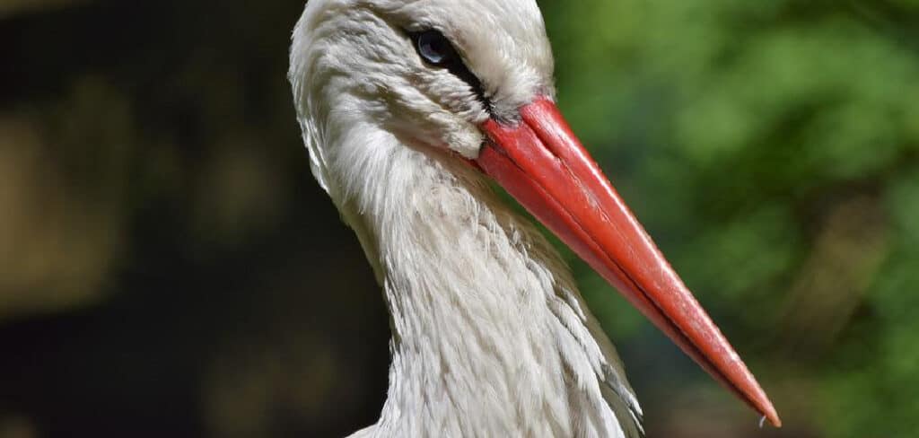 Spiritual Meaning of Stork 