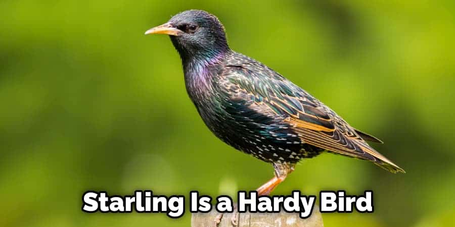 Starling Is a Hardy Bird
