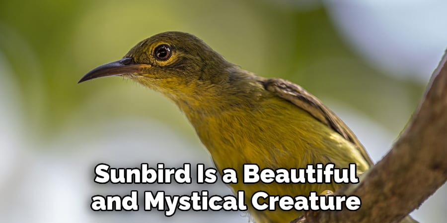  Sunbird Is a Beautiful  and Mystical Creature
