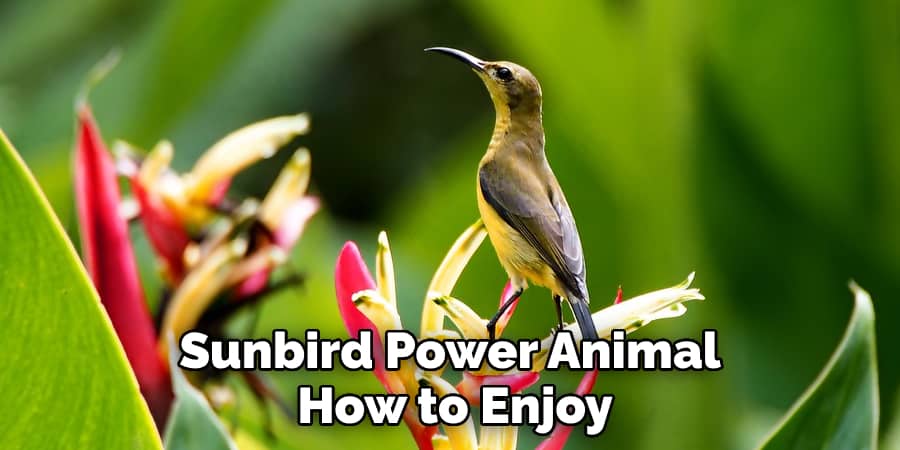 Sunbird Power Animal How to Enjoy