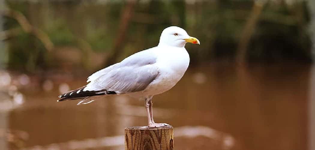 Symbolic Meaning of Seagulls