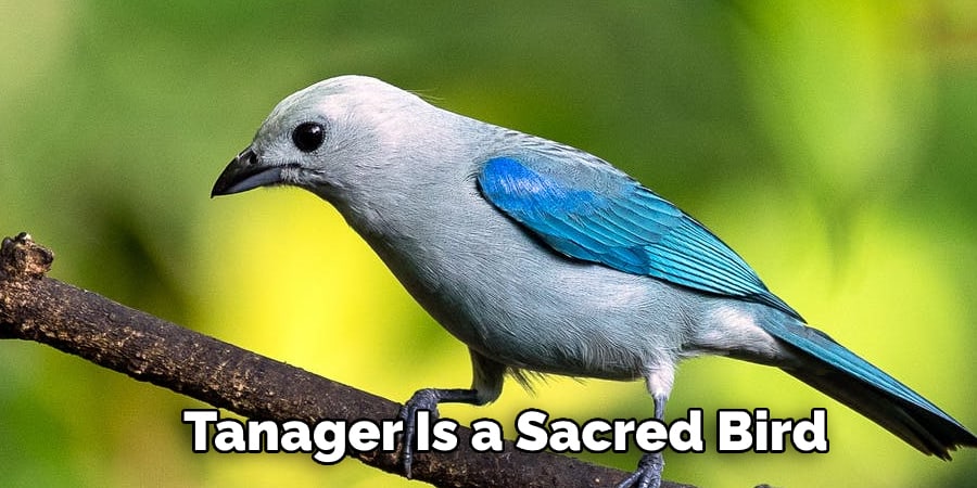 Tanager Is a Sacred Bird