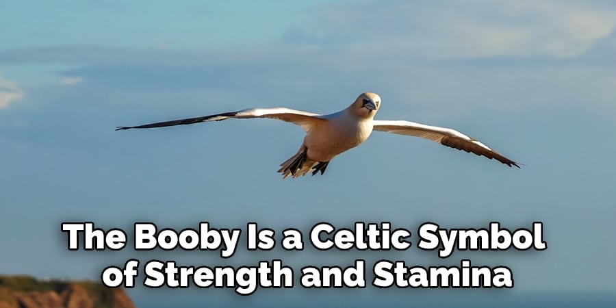 The Booby Is a Celtic Symbol  of Strength and Stamina