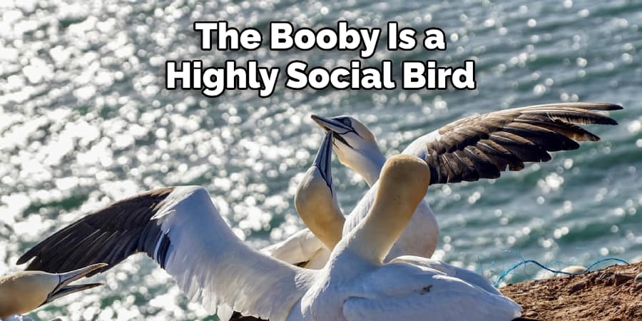 The Booby Is a Highly Social Bird