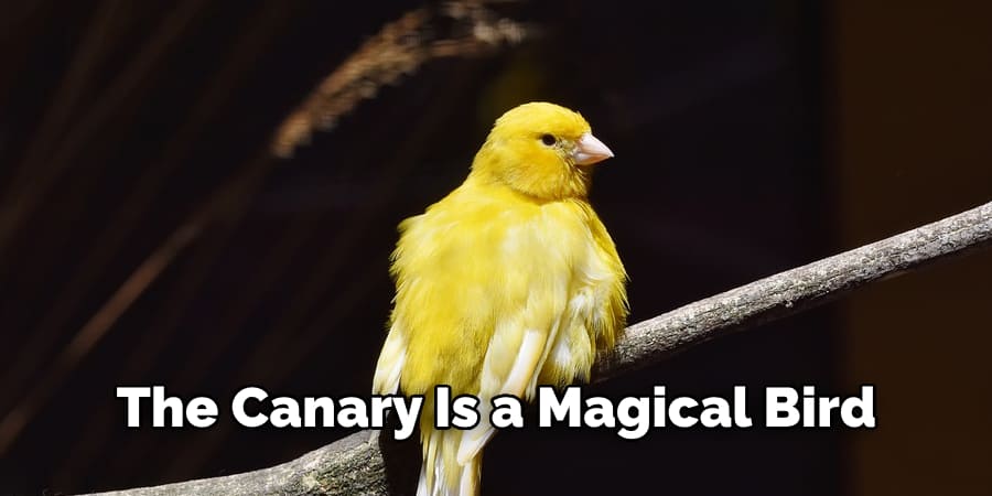 The canary is a magical bird(1)