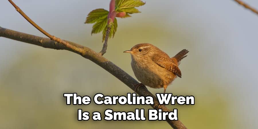 The Carolina Wren Is a Small Bird 