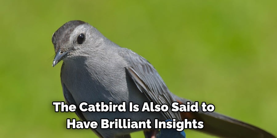 The Catbird Is Also Said to Have Brilliant Insights