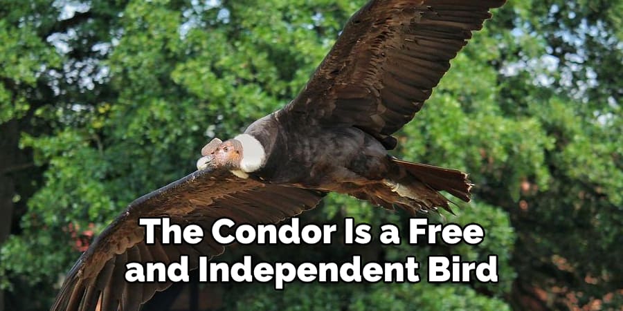 The Condor Is a Free and Independent Bird