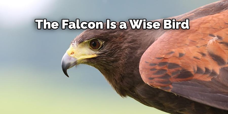 The Falcon Is a Wise Bird