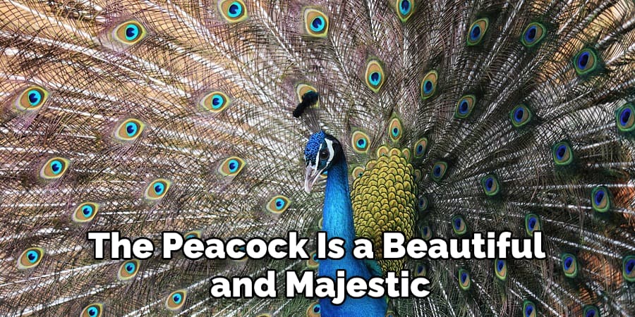 The Peacock Is a Beautiful and Majestic