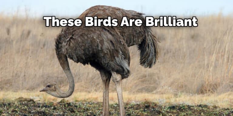 Ostrich Spirit Animal Meaning, Symbolism, and Totem Explained