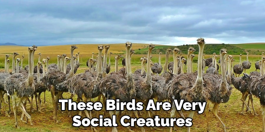These Birds Are Very Social Creatures