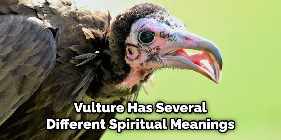  Vulture Has Several Different Spiritual Meanings