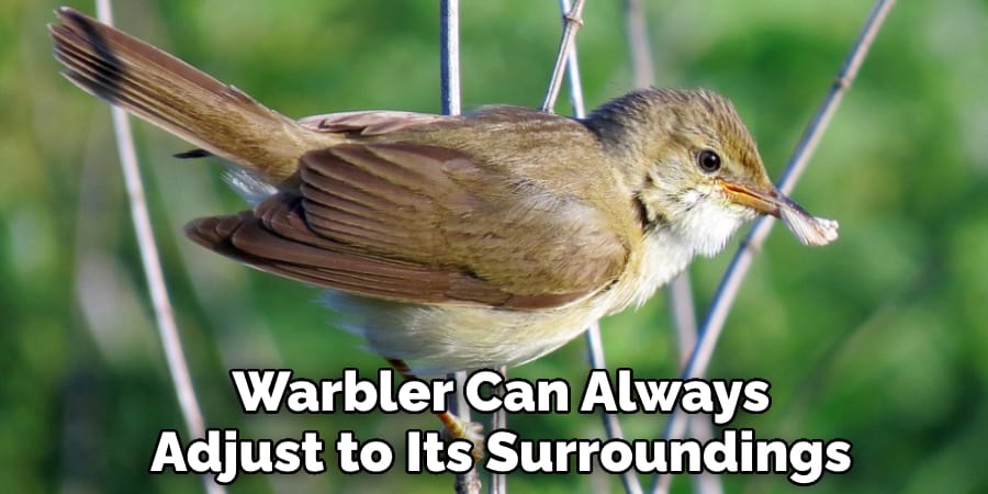 Warbler Can Always Adjust to Its Surroundings