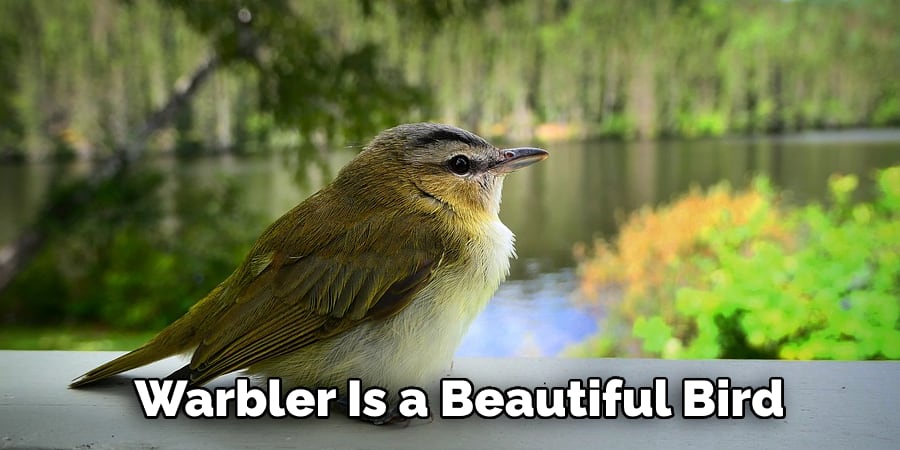 Warbler Is a Beautiful Bird