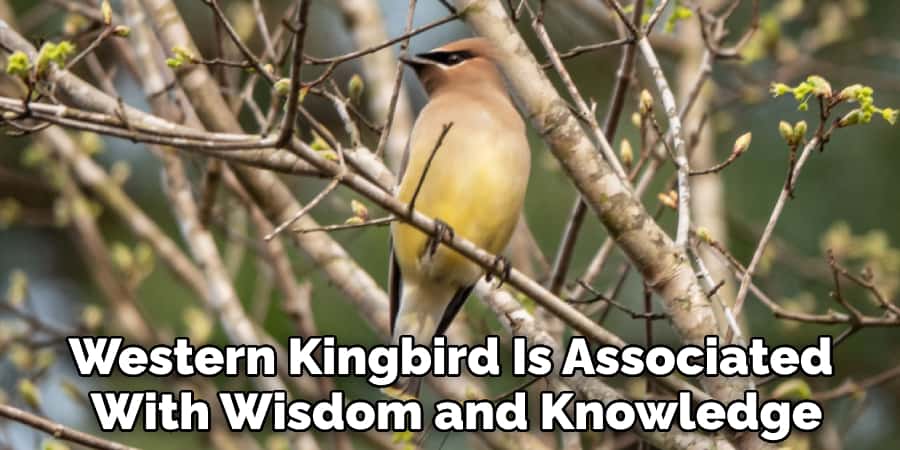 Western Kingbird is also associated with wisdom and knowledge