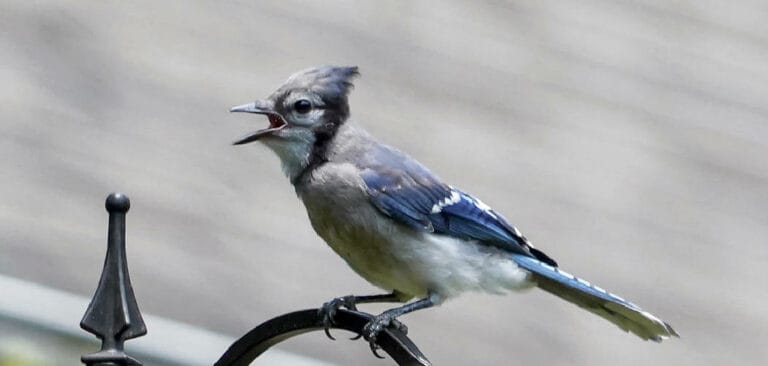 what-does-it-mean-to-find-a-blue-jay-feather-explained-2022