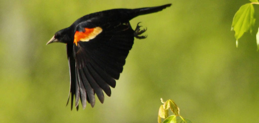 What Does the Red-Winged Blackbird