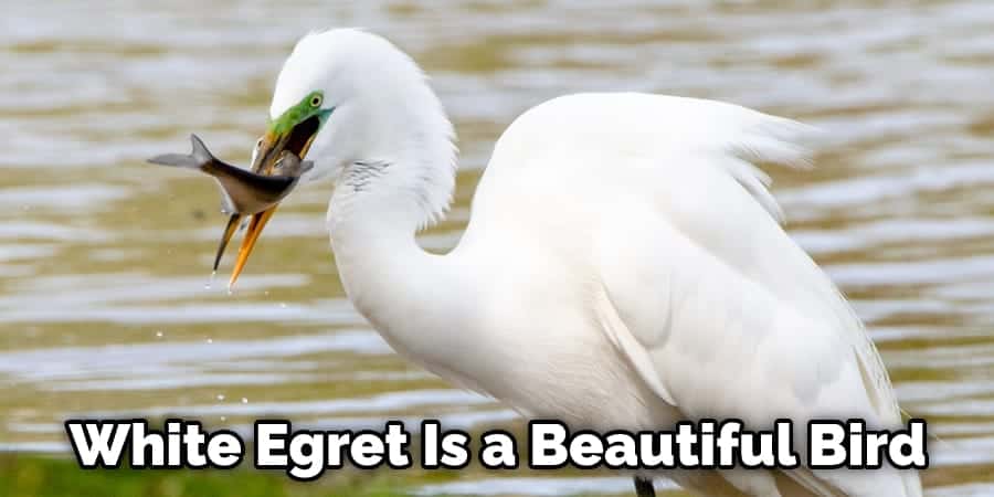 White Egret Is a Beautiful Bird