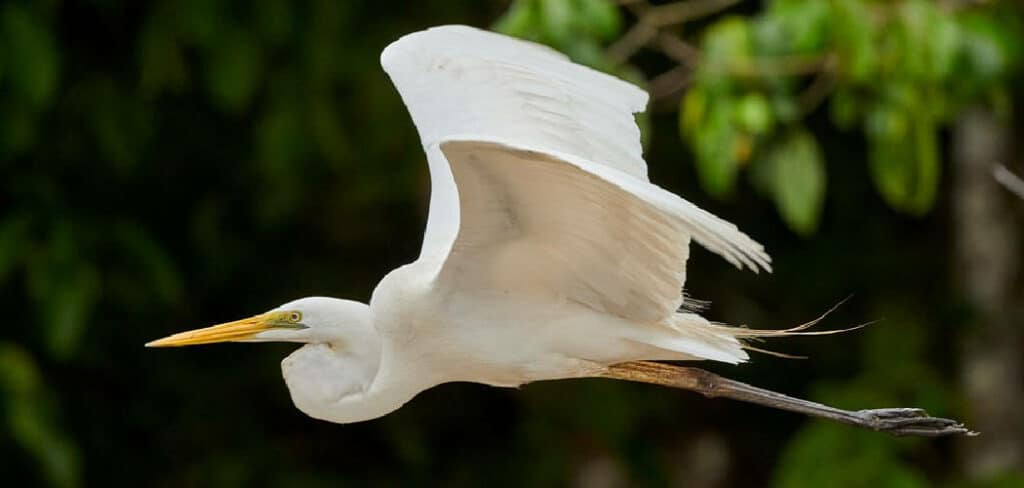 White Egret Symbolism