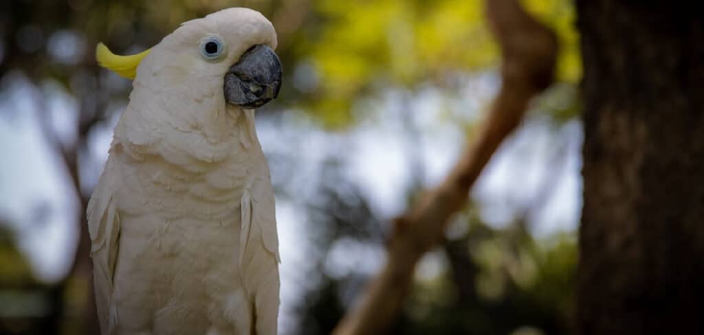 White Parrot Meaning