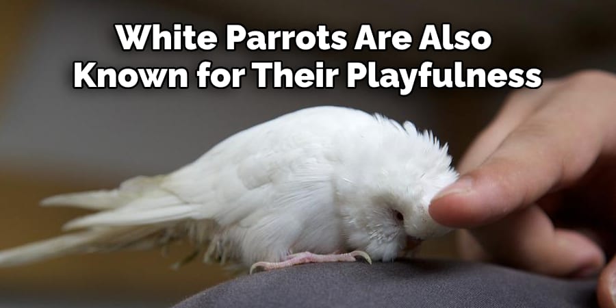 White Parrots Are Also Known for Their Playfulness