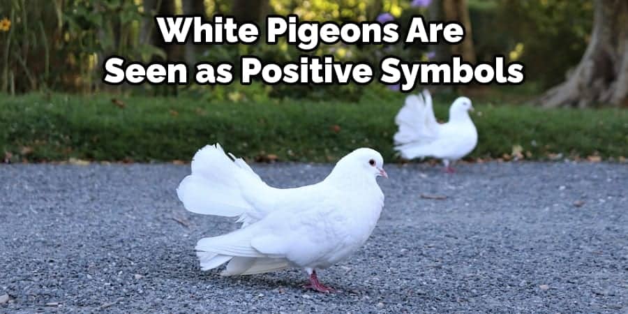 White Pigeons Are  Seen as Positive Symbols