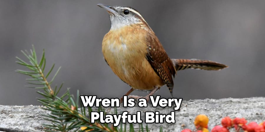 Wren Is a Very Playful Bird