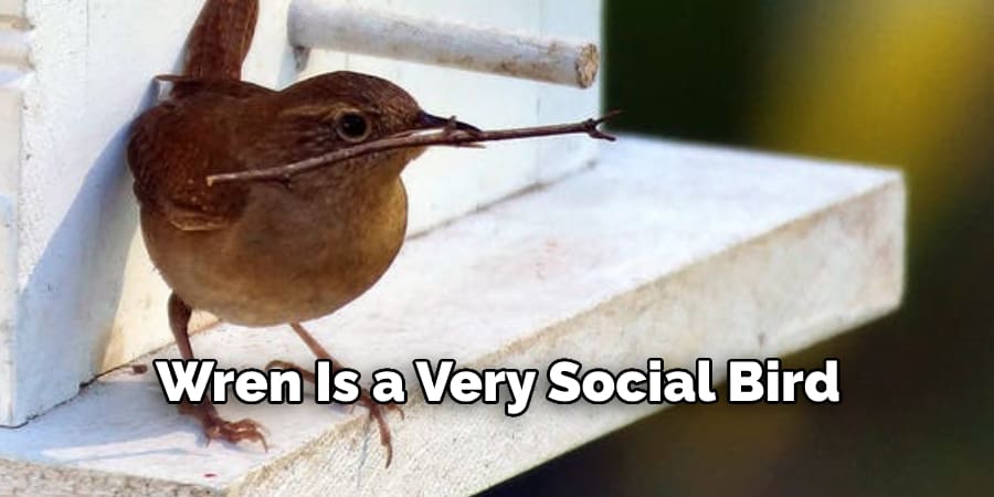 Wren Is a Very Social Bird