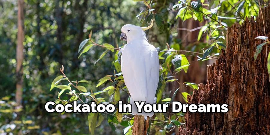 cockatoo in your dreams